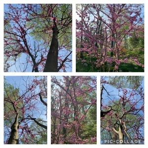 Hope Springs Eternal 🌷